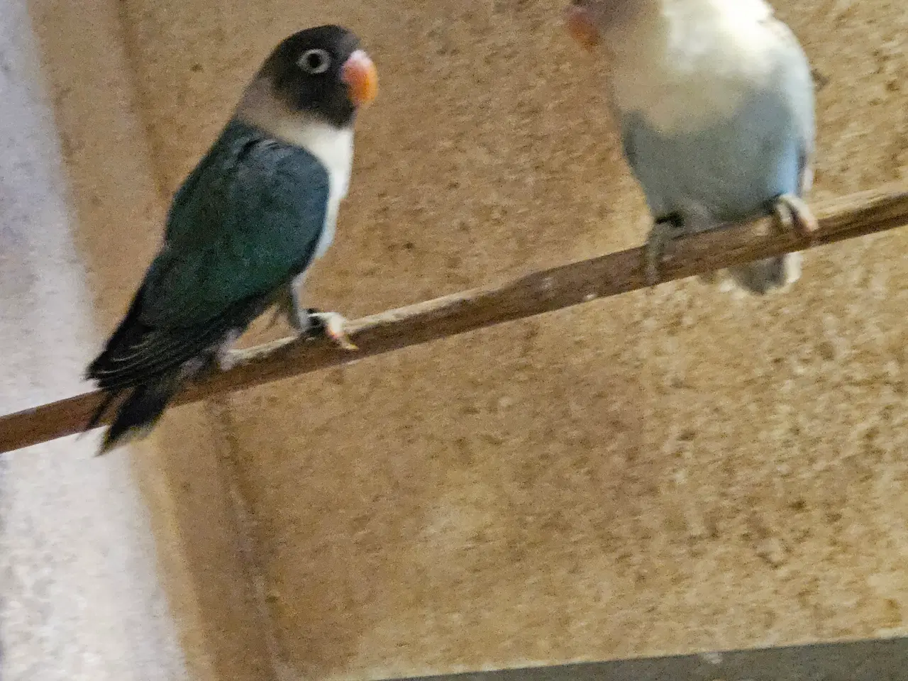 Billede 1 - Sorthovedet Dværgpapegøjer.