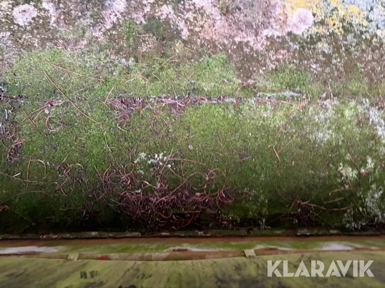 Billede 7 - Udleveringvogn grise Spier