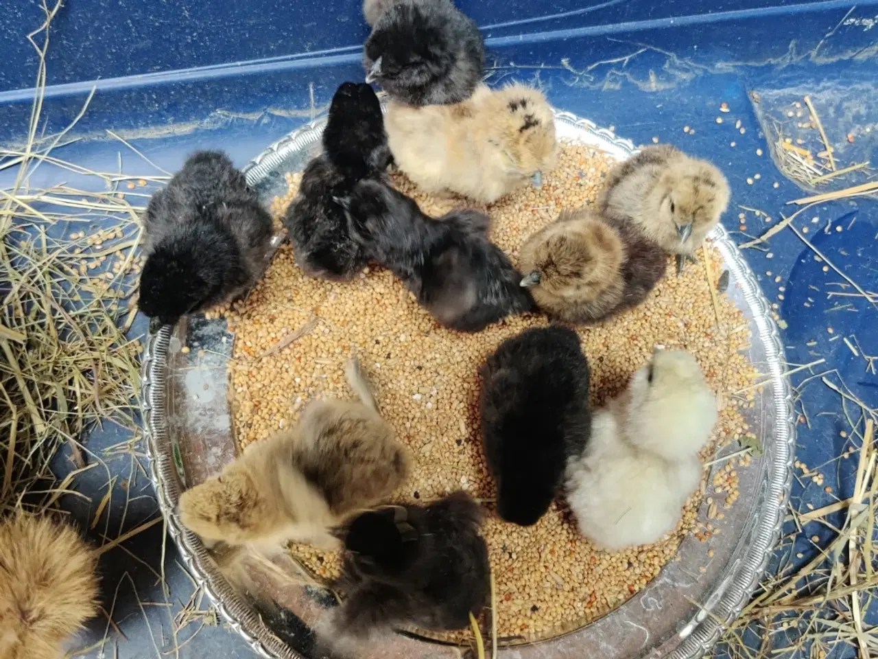 Billede 3 - Dværg silke/daggamle kyllinger 