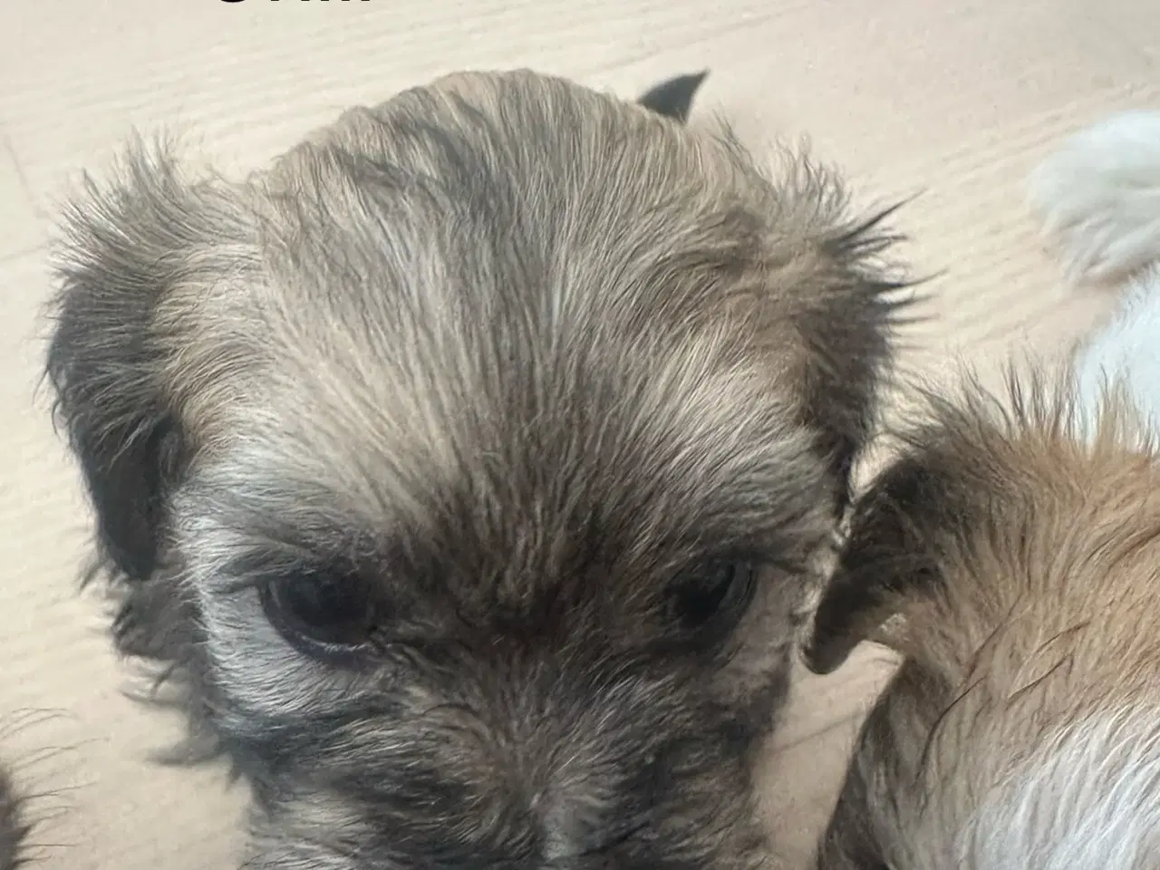 Billede 3 - Chili - Lhasa apso