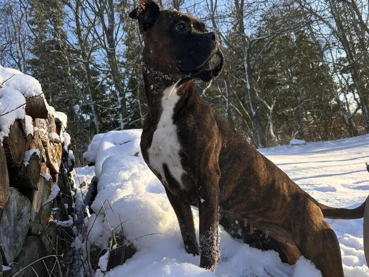 Billede 13 - Store, smukke og robuste Boxer/Mastiff hvalpe