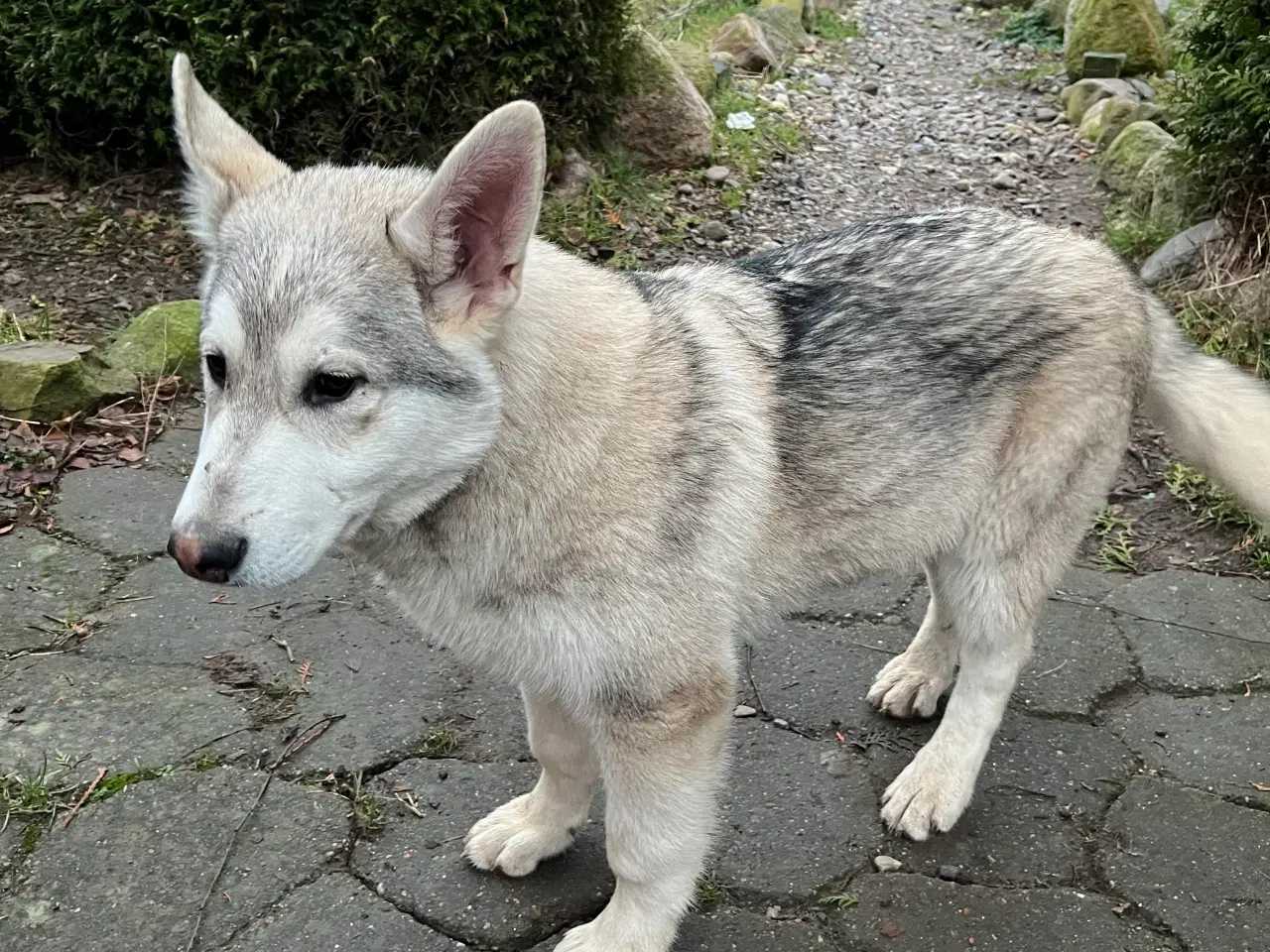 Billede 3 - Imponerende flot Malamute