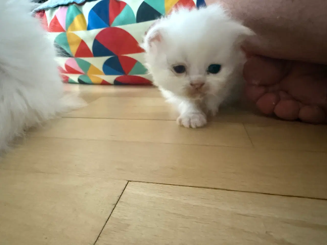 Billede 3 - Scottish fold & perser mix 