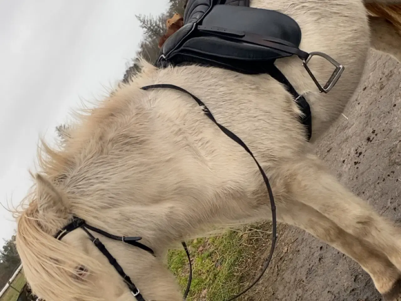 Billede 5 - Saddel Karlslund 