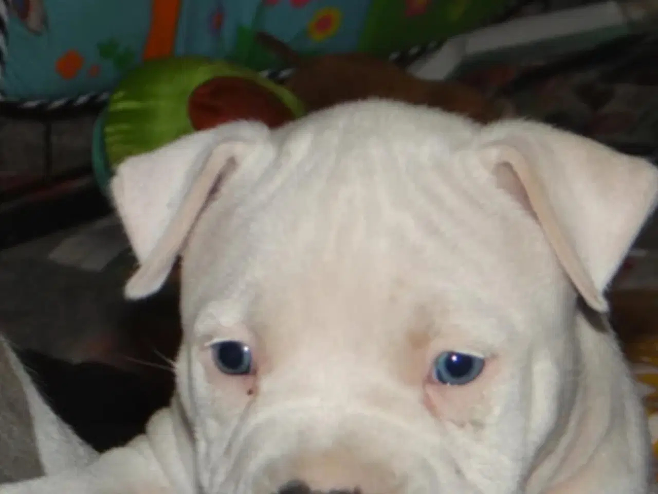 Billede 4 - American bully hvalpe 