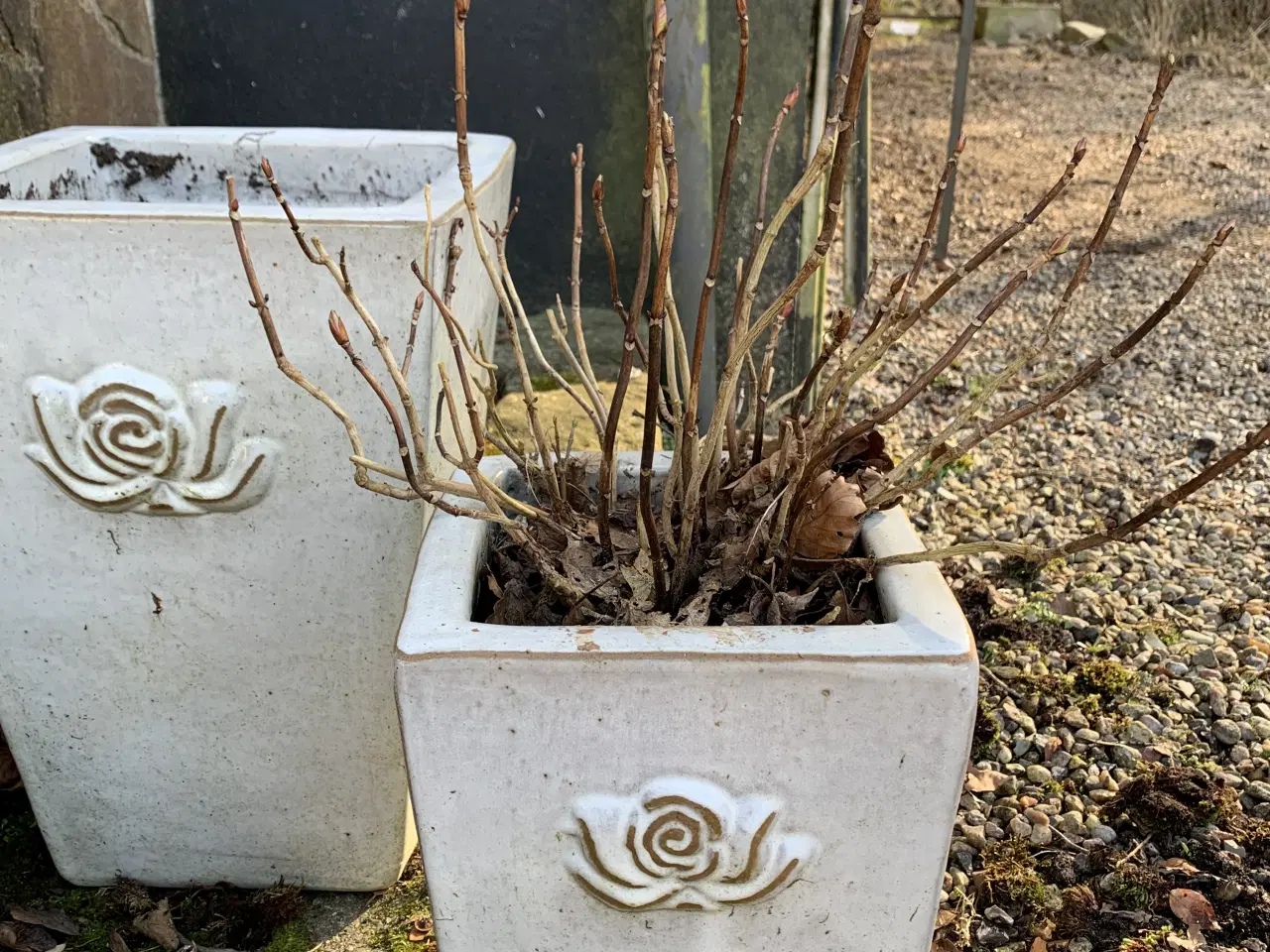 Billede 1 - 2 rosenkrukker inklusiv lyserød hortensia