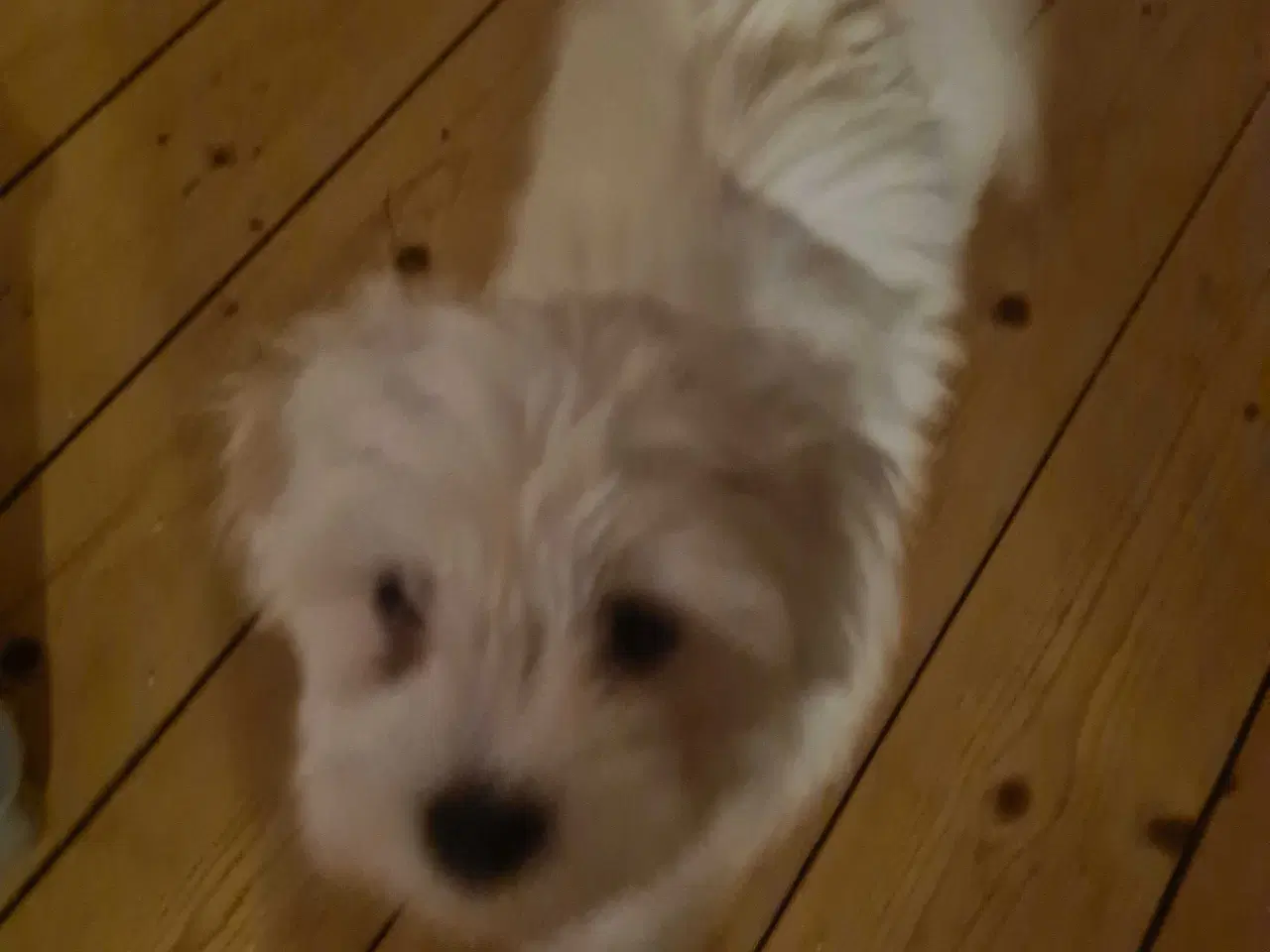 Billede 1 - Bichon havanais hvalp