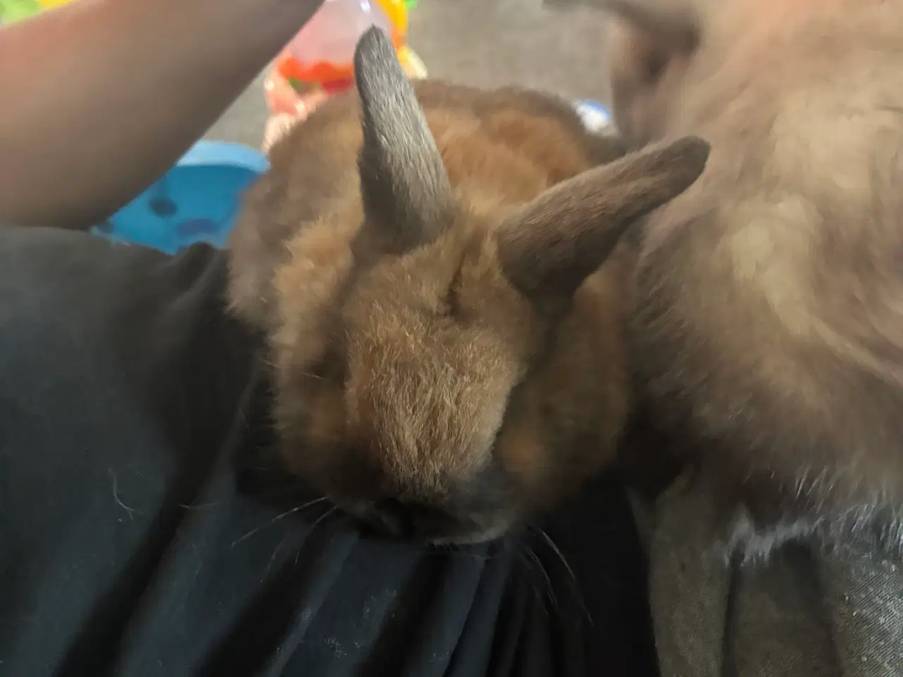 Billede 3 - Mini lop han unge sælges 