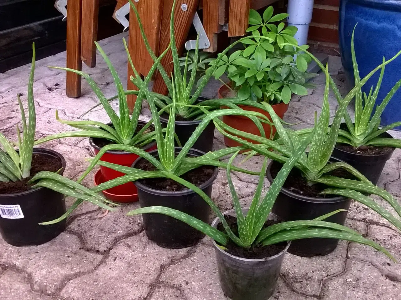 Billede 1 - Aloe Vera potteplanter