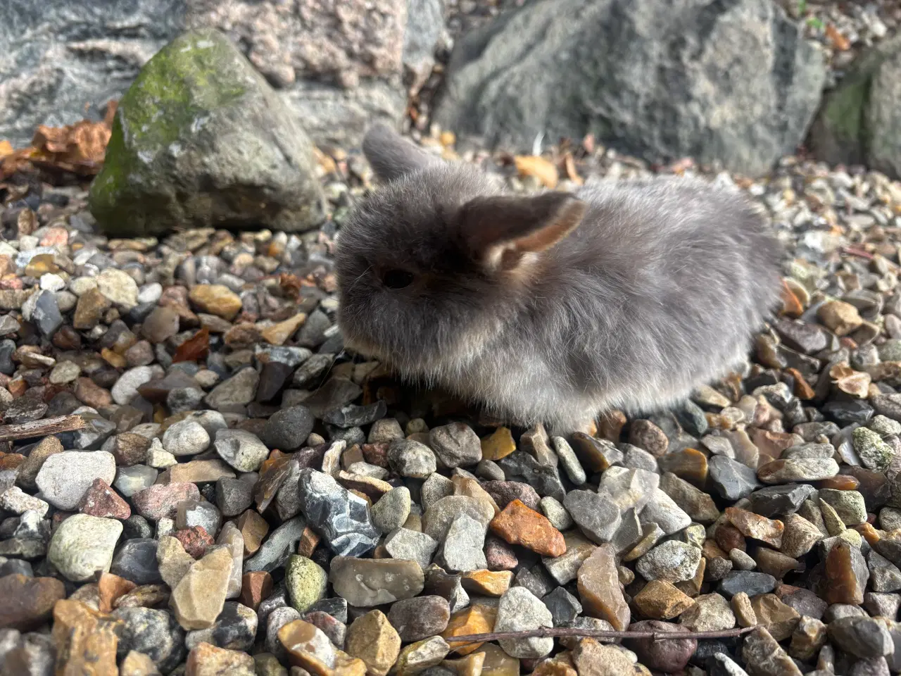 Billede 4 - Minilop kanin