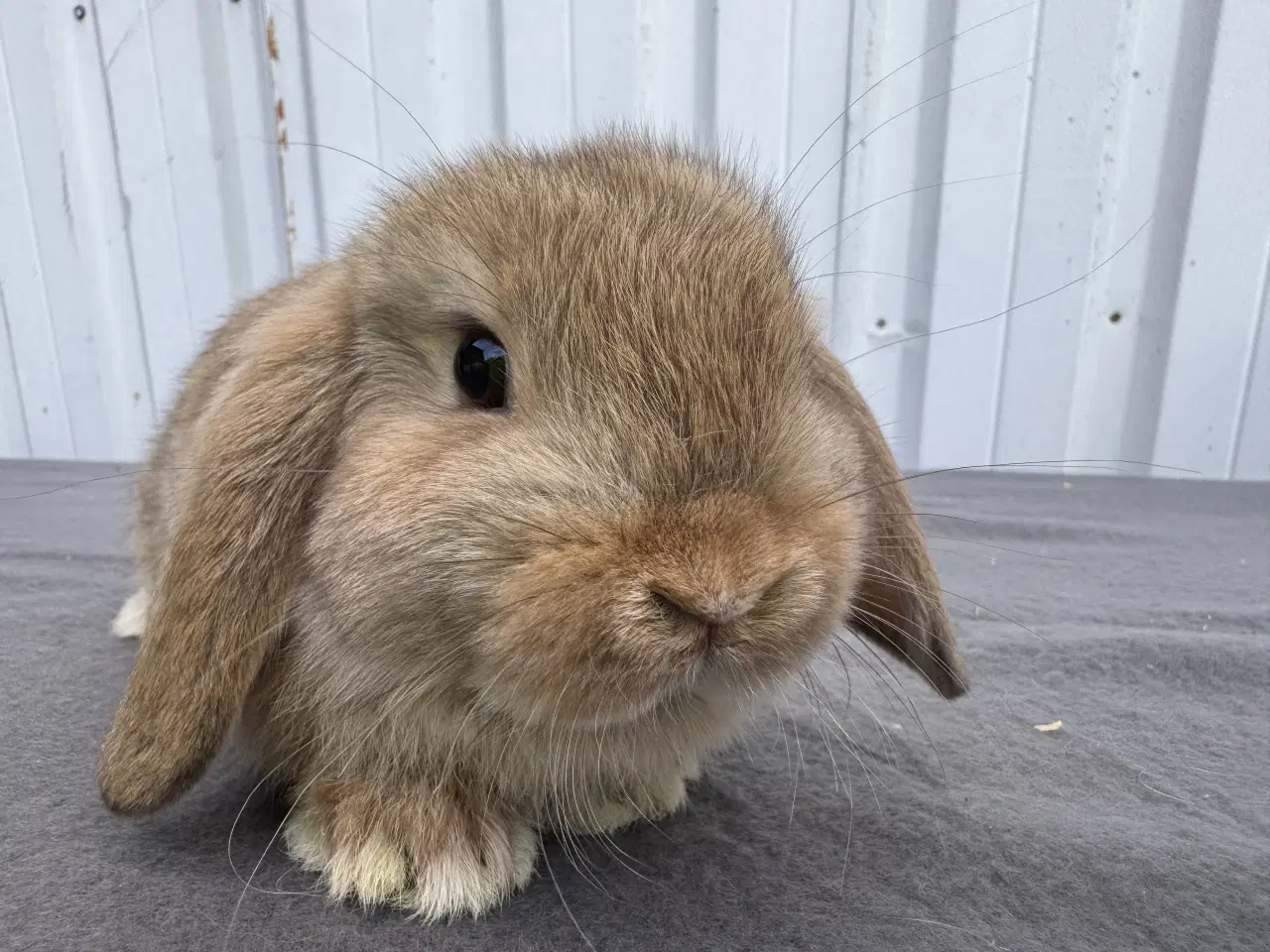 Billede 3 - Mini Lop hankanin