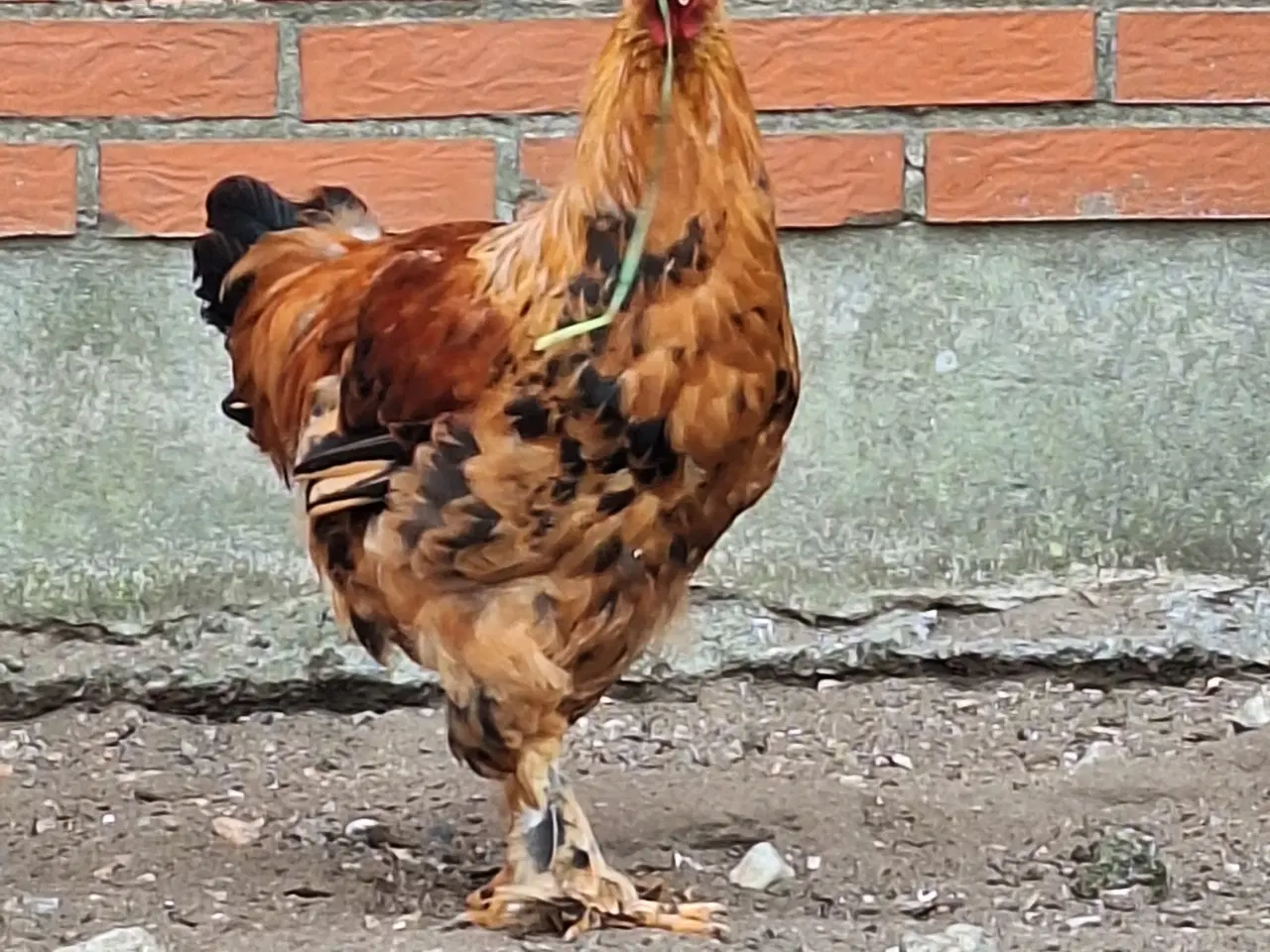 Billede 1 - To flotte unghaner