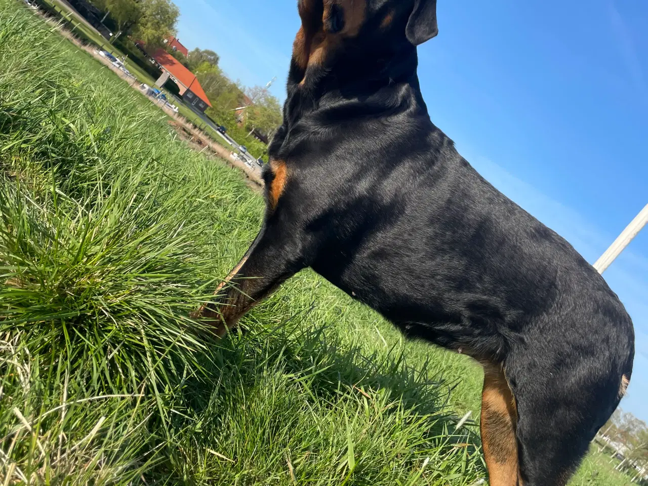 Billede 2 - Rottweiler tæve