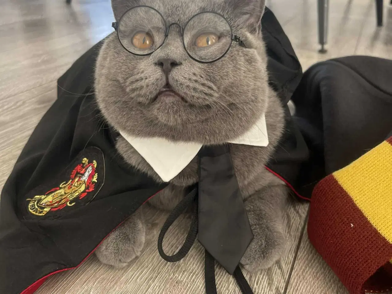 Billede 8 - British shorthair til salg katte