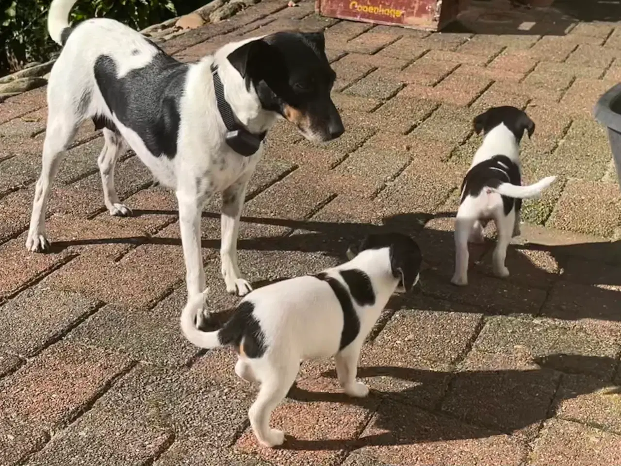 Billede 11 - Dansksvensk Gårdhund hvalpe