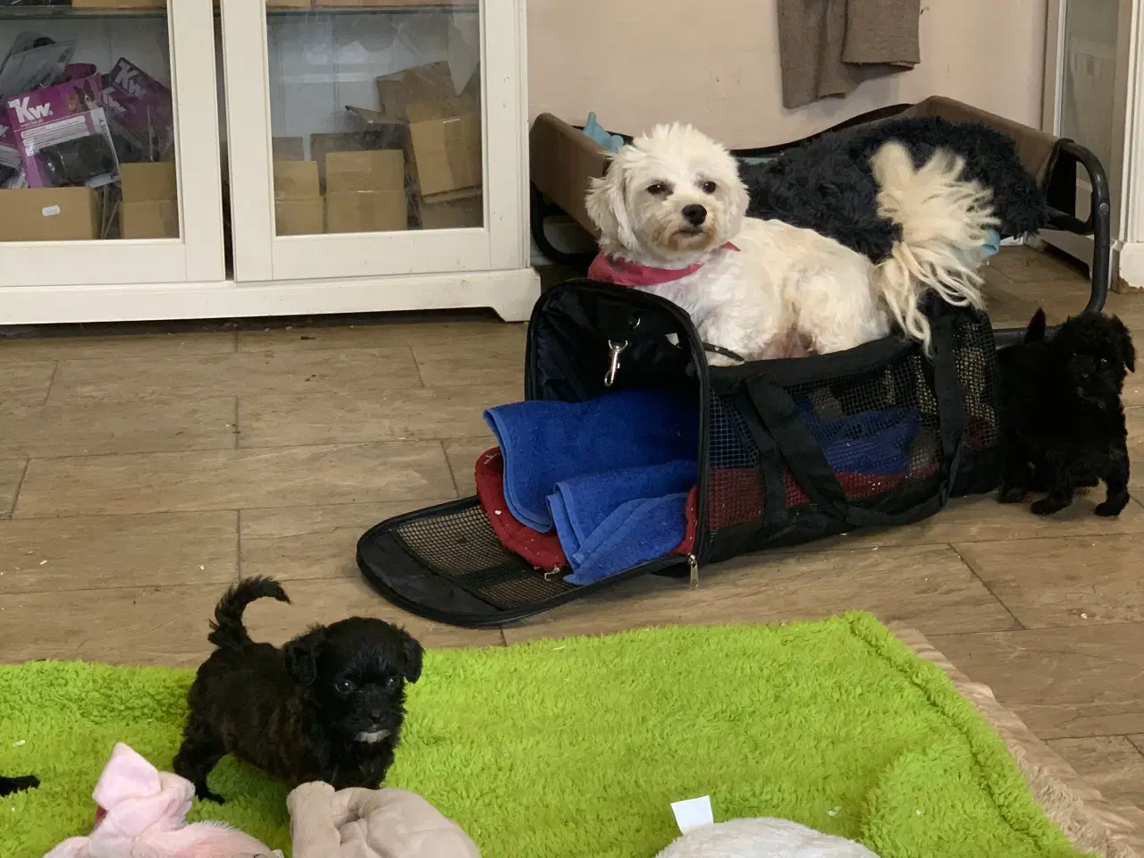 Billede 7 - Mini Maltipoo babyer 