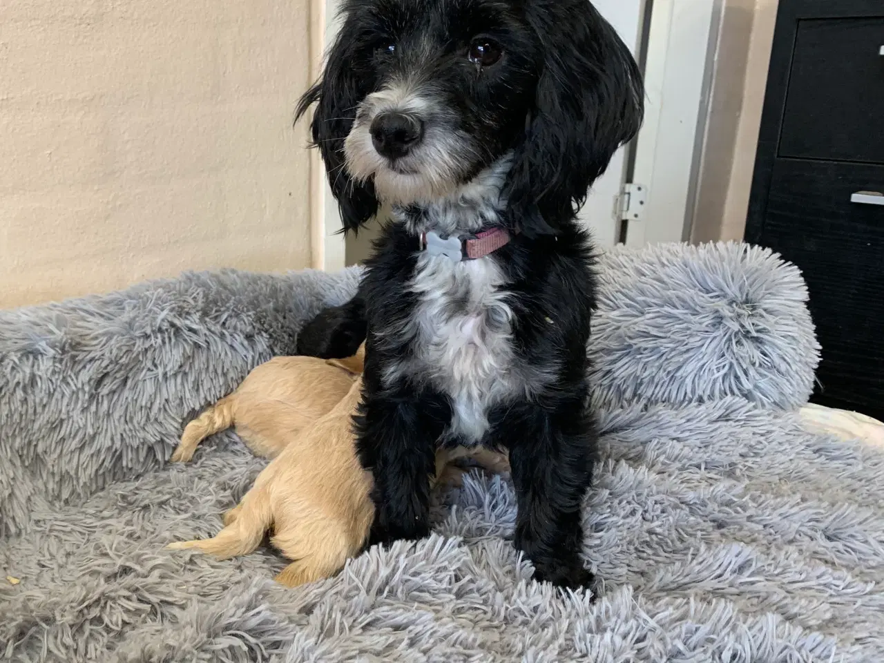 Billede 14 - Små fine Maltipoo babyer 