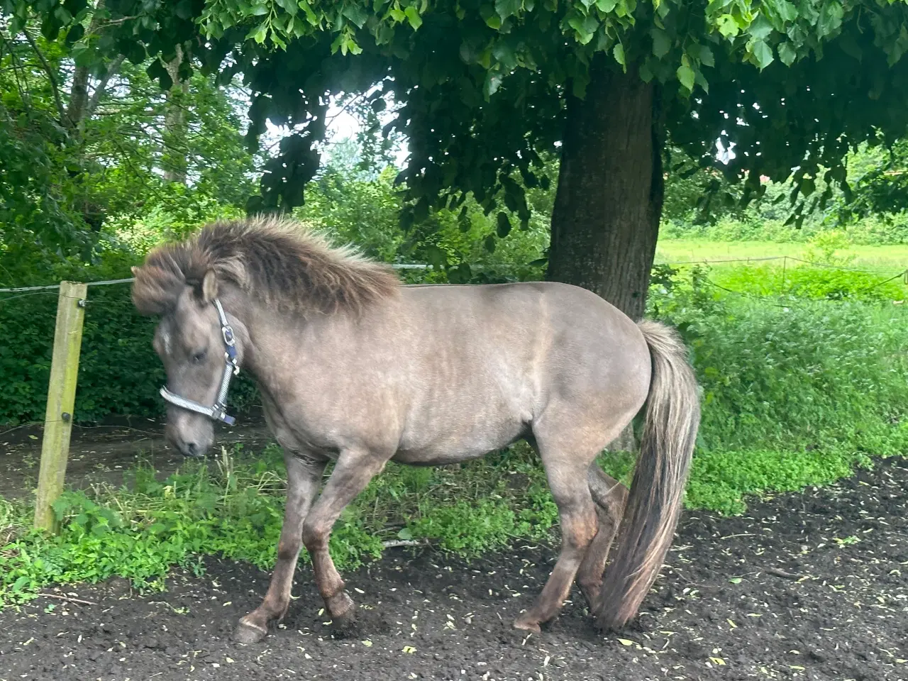 Billede 1 - Smuk sortblak hoppe 