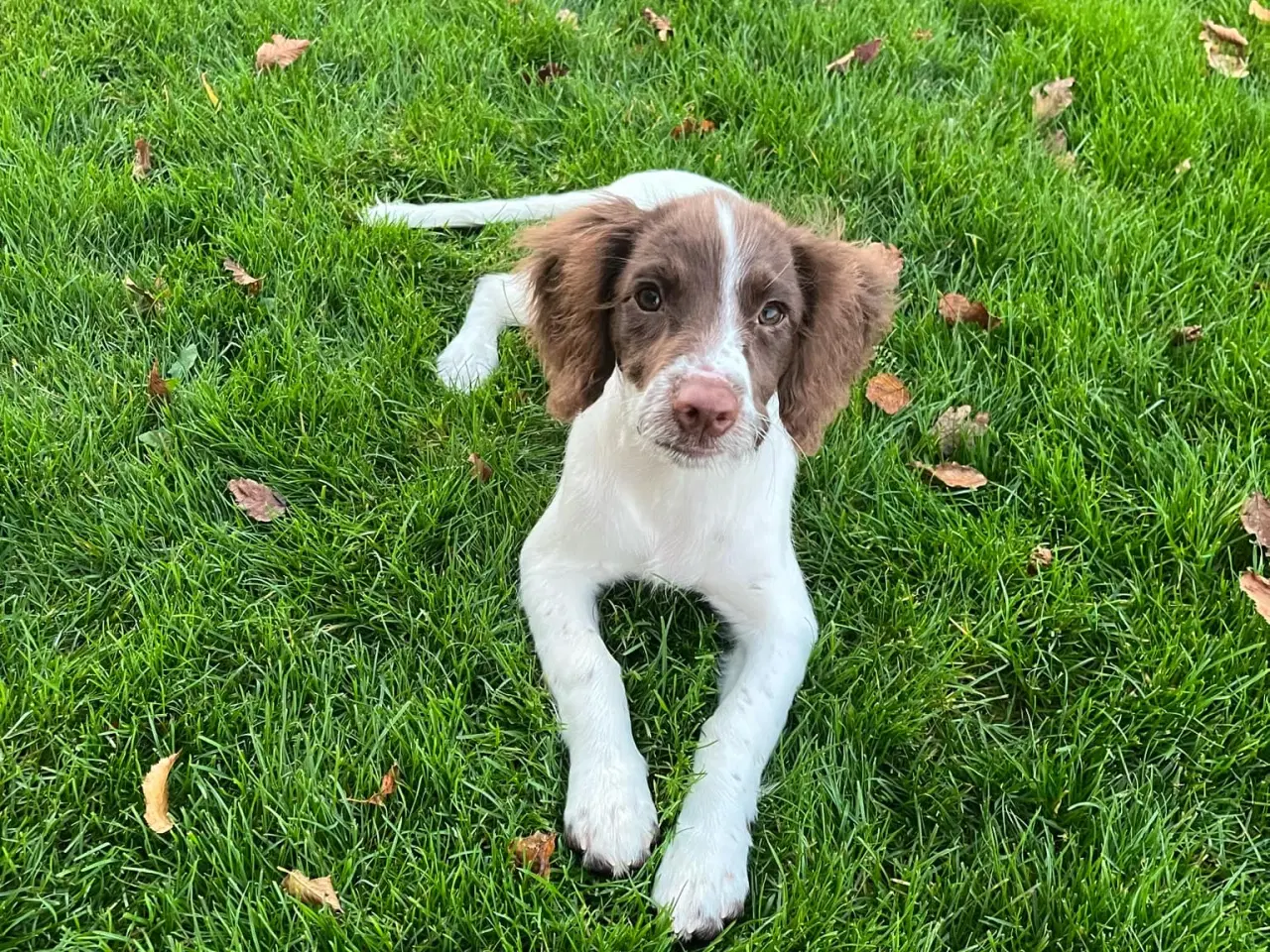 Billede 2 - Ft springer spaniel