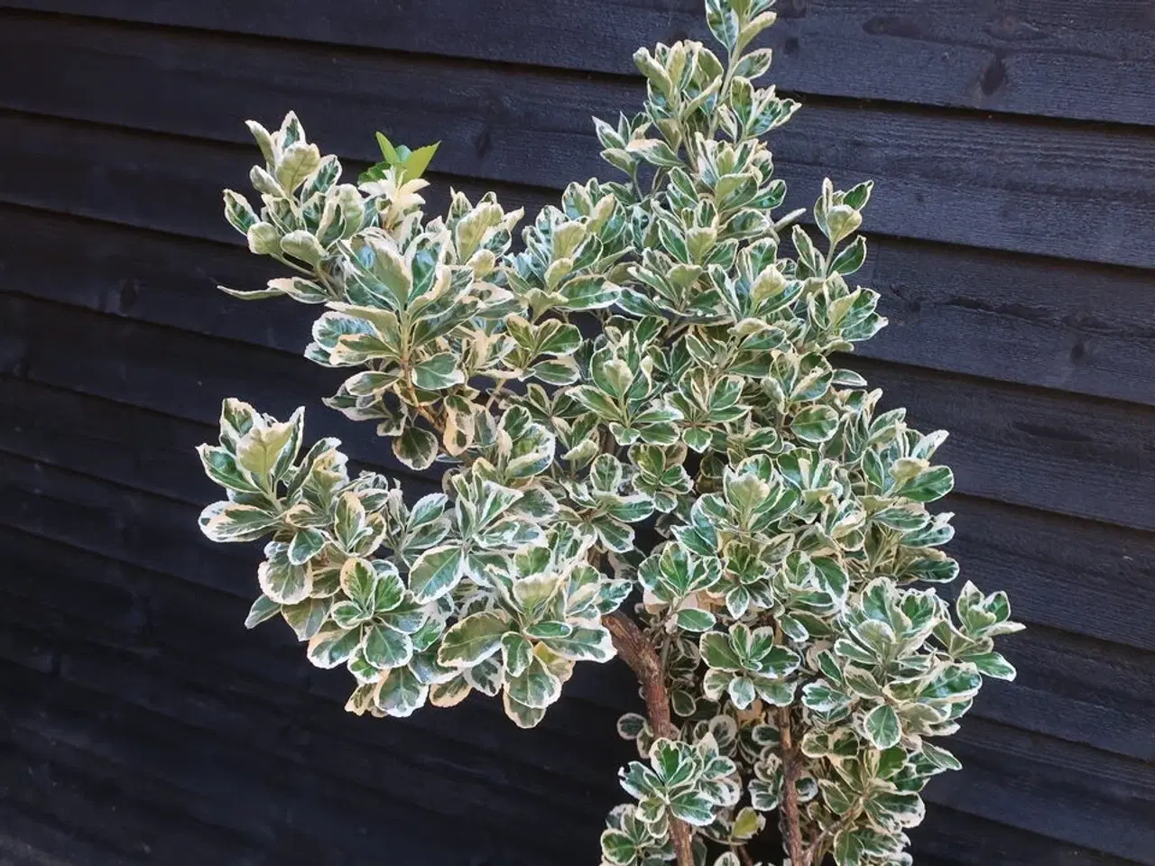 Billede 2 - Plante
