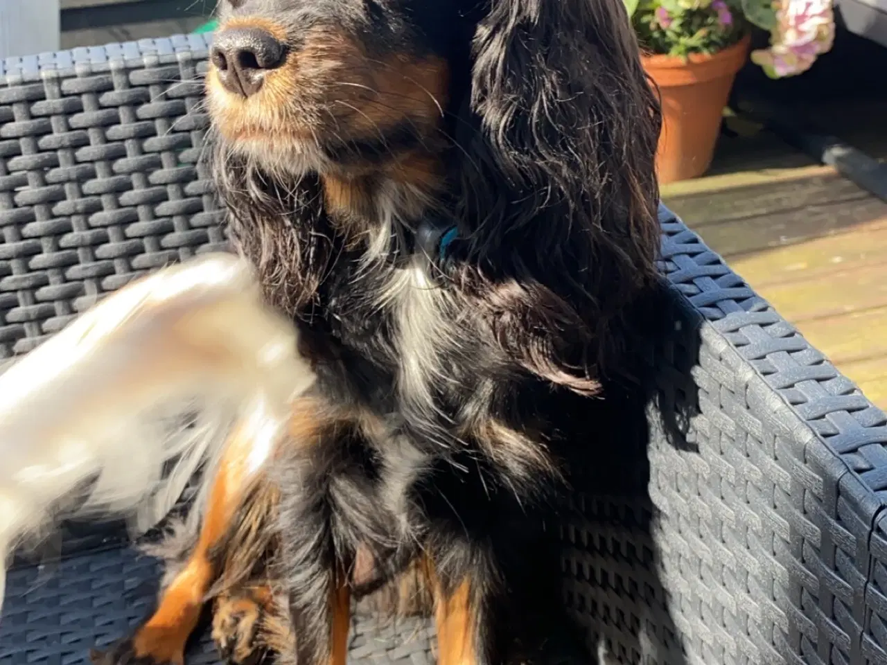 Billede 1 - Cavalier King Charles til parring