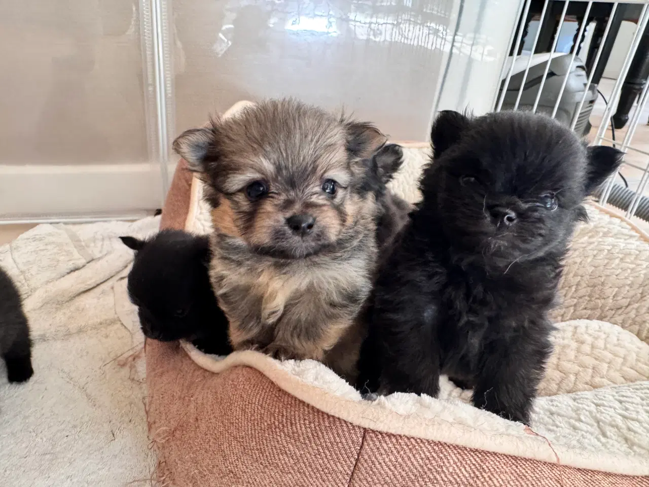 Billede 3 - Pomchi hvalpe 