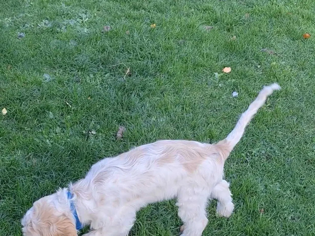 Billede 3 - Hjælp, jeg mangler et nyt hjem