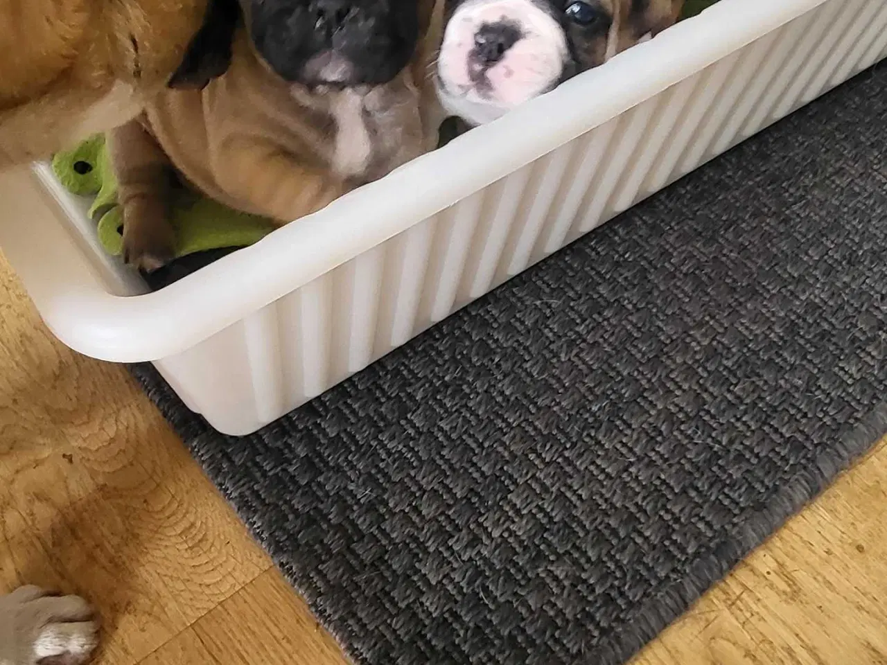 Billede 2 - Fransk Bulldog 