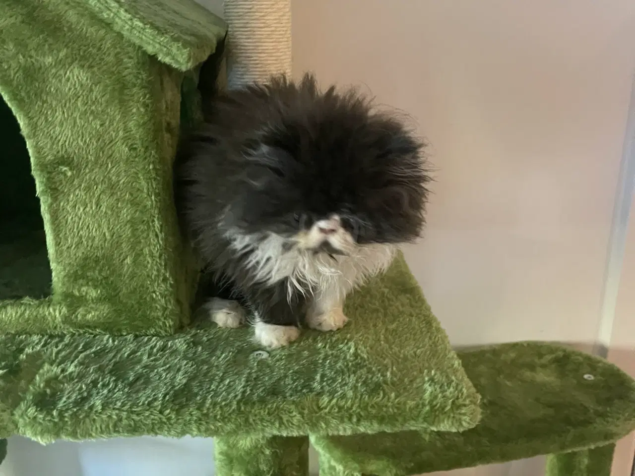 Billede 2 - Perser han killing