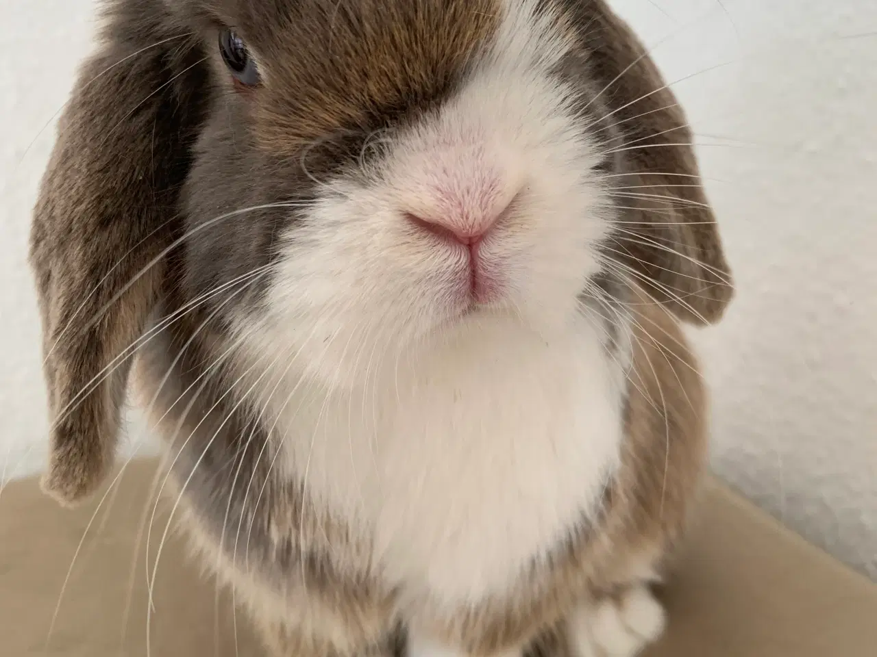 Billede 3 - Mini Lop han bor i haven