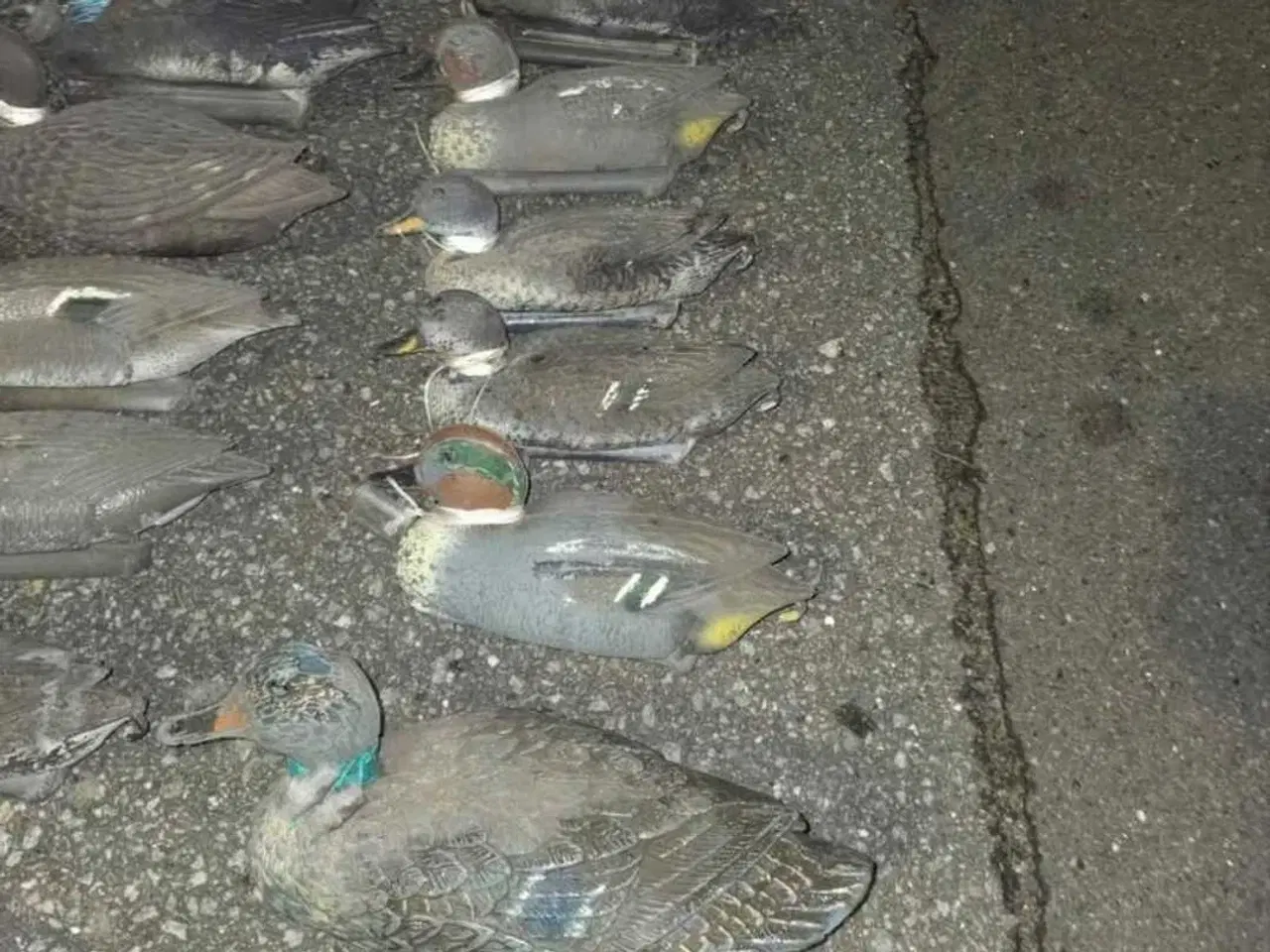 Billede 3 - 22 blandede lokkeænder – Rigget og klar til jagt