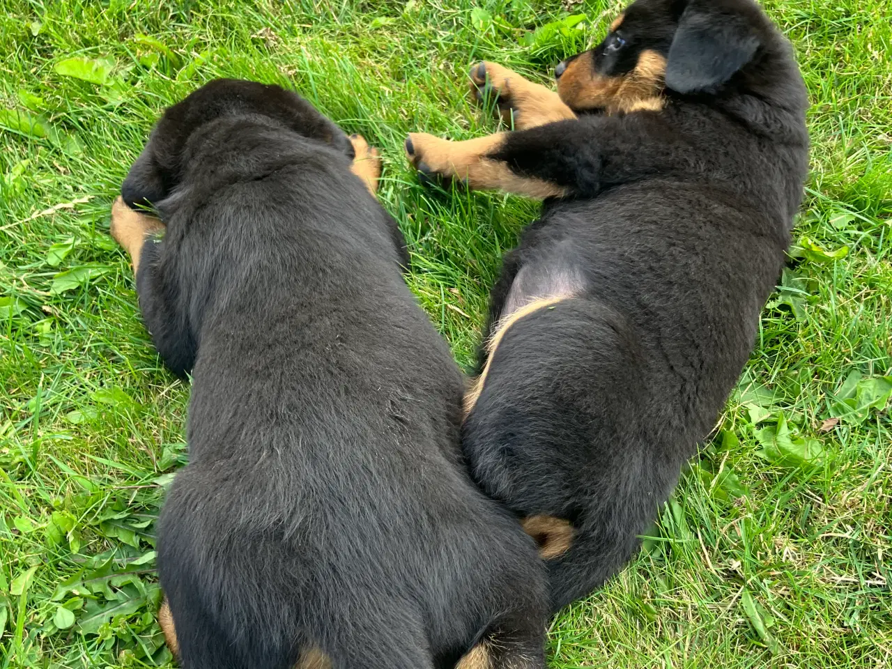 Billede 7 - Ægte Rottweiler hvalpe til salg 