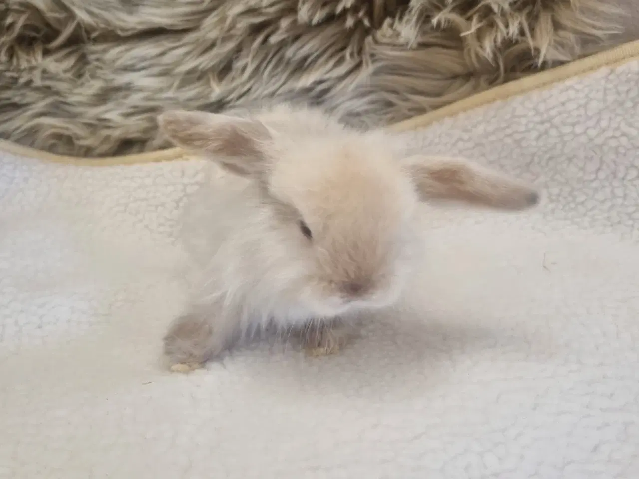 Billede 6 - Mini lop dværgkanin unger