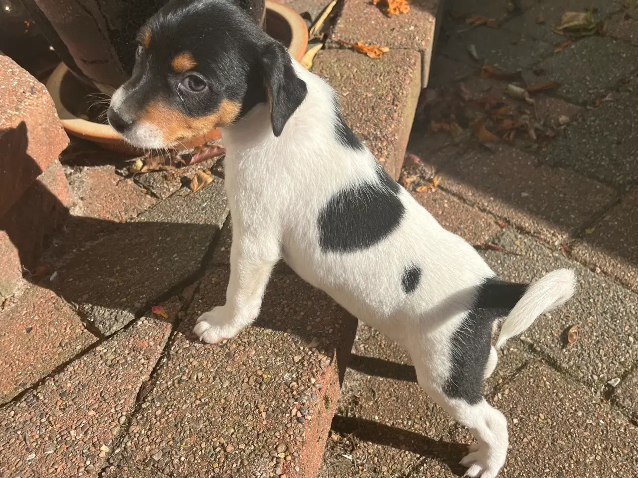 Billede 9 - Dansksvensk Gårdhund hvalpe