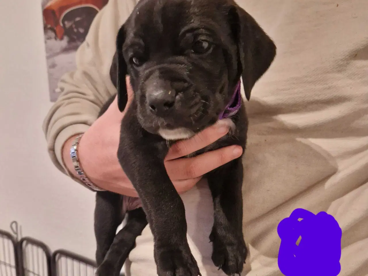 Billede 2 - Dejlige familie blandings basser 