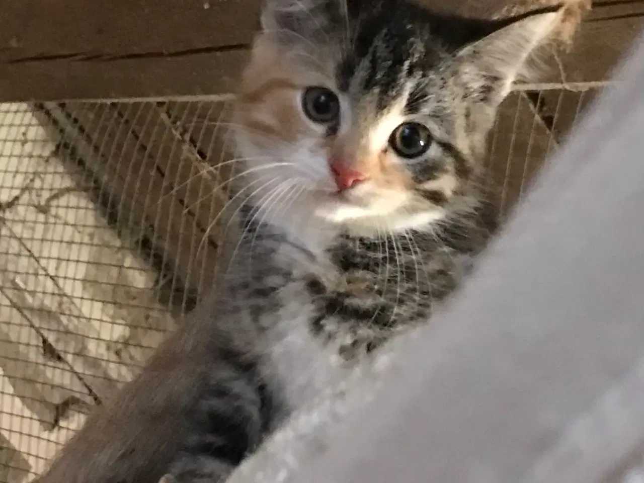 Billede 4 - Smuk  pige