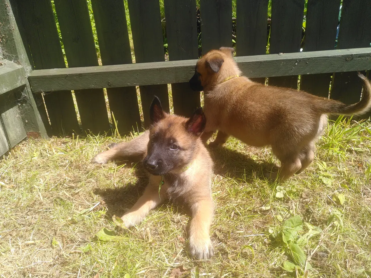 Billede 4 - Belgiske hyrdehvalpe til salg – Malinois x Tervuer