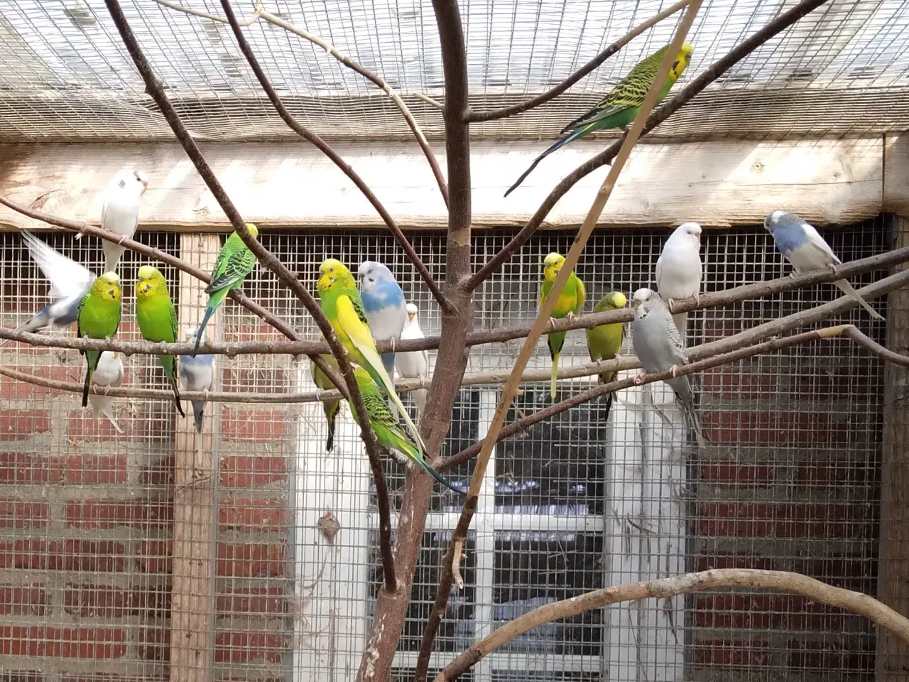 Billede 1 - Undulater