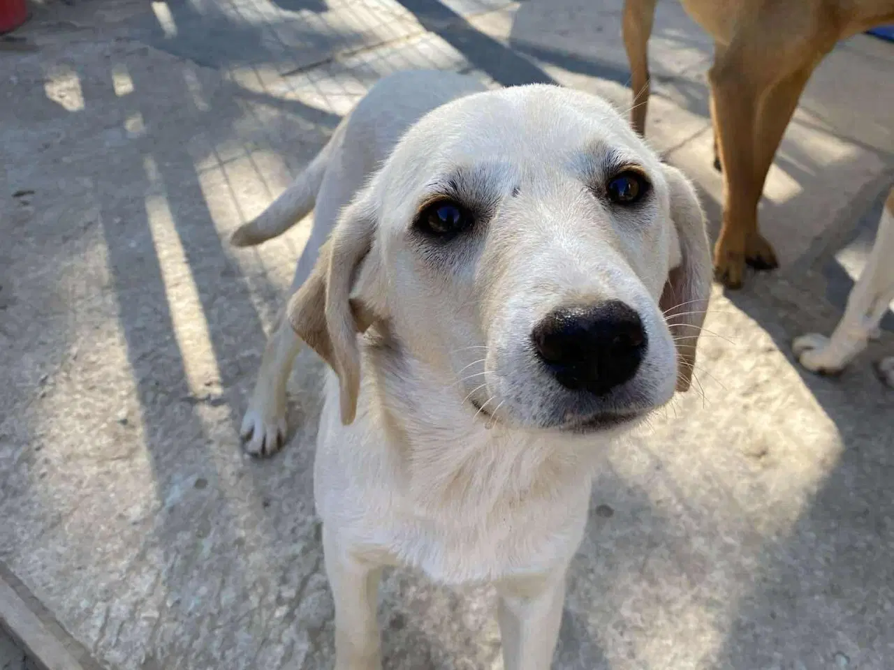 Billede 3 - Labrador mix søger hjem