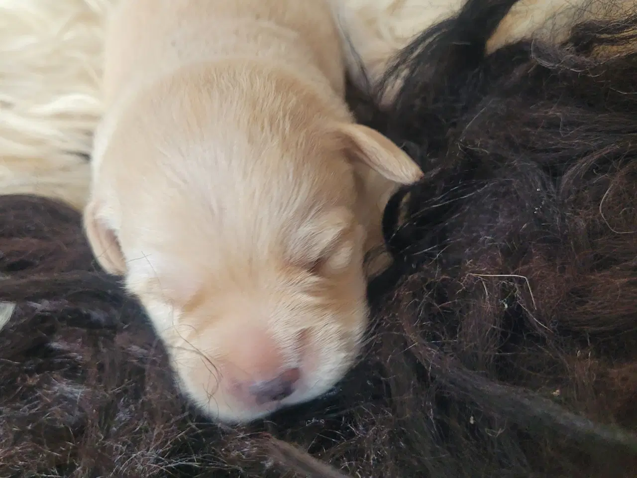 Billede 5 - Labradoodle/labrador F1 hvalpe søger nye hjem