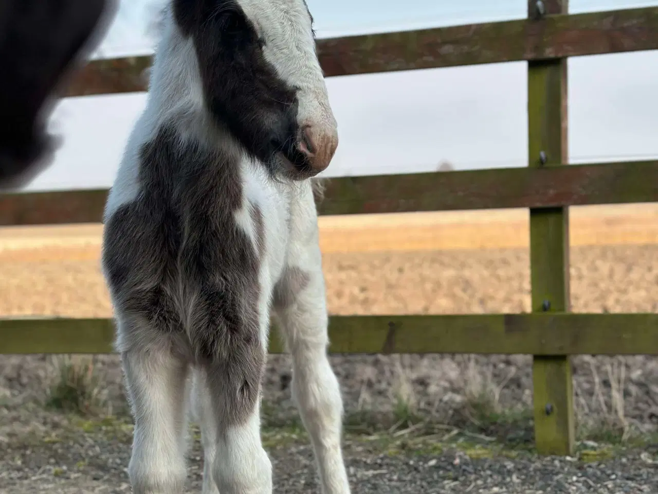 Billede 3 - Irish cob hoppeføl 