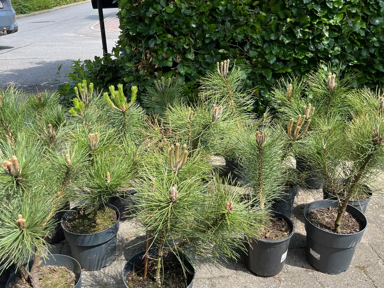 Billede 1 - Østrigsk fyr (Pinus Nigra) 50-70cm