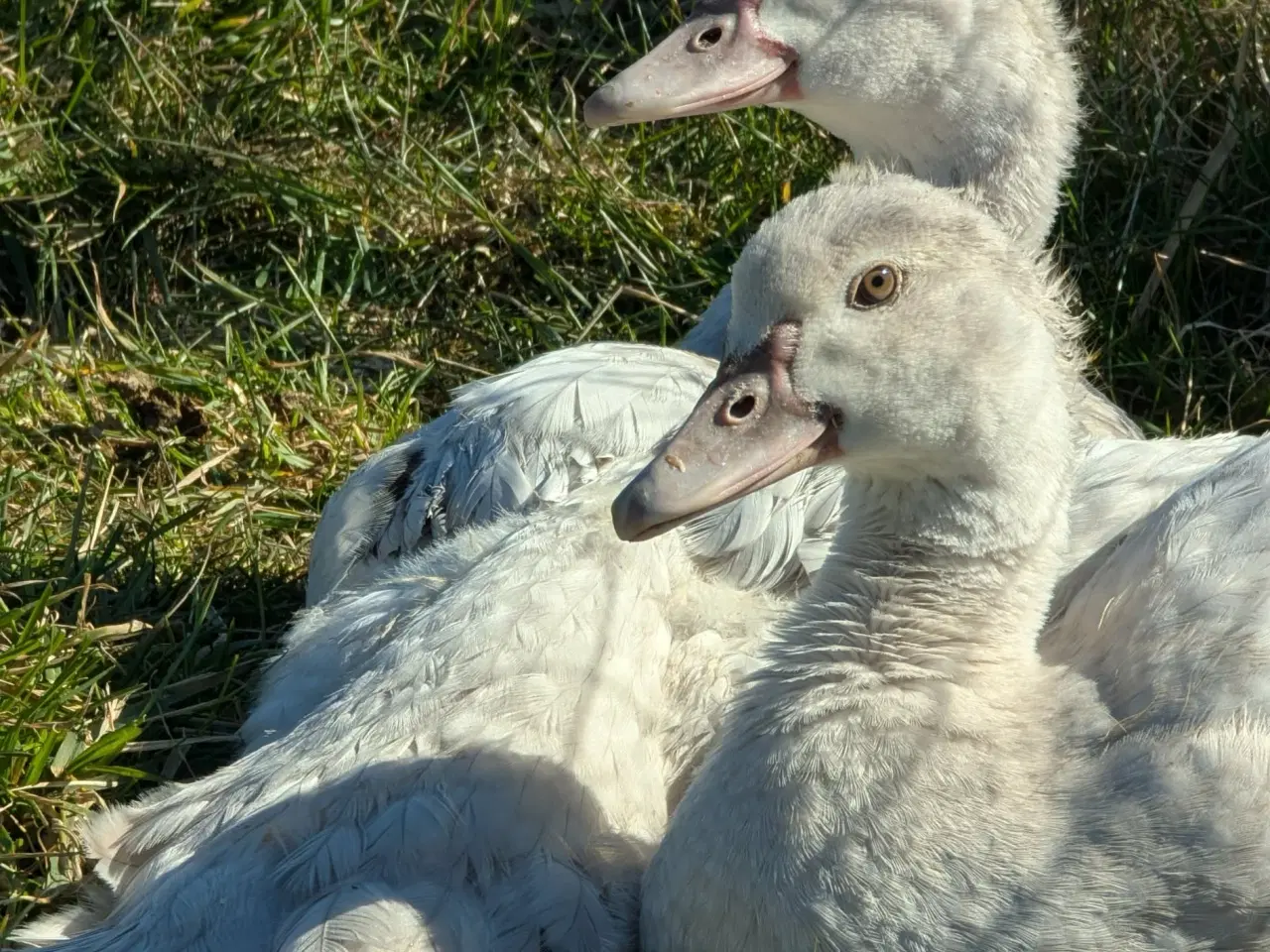 Billede 5 - Moskusænder ællinger tillidsfulde