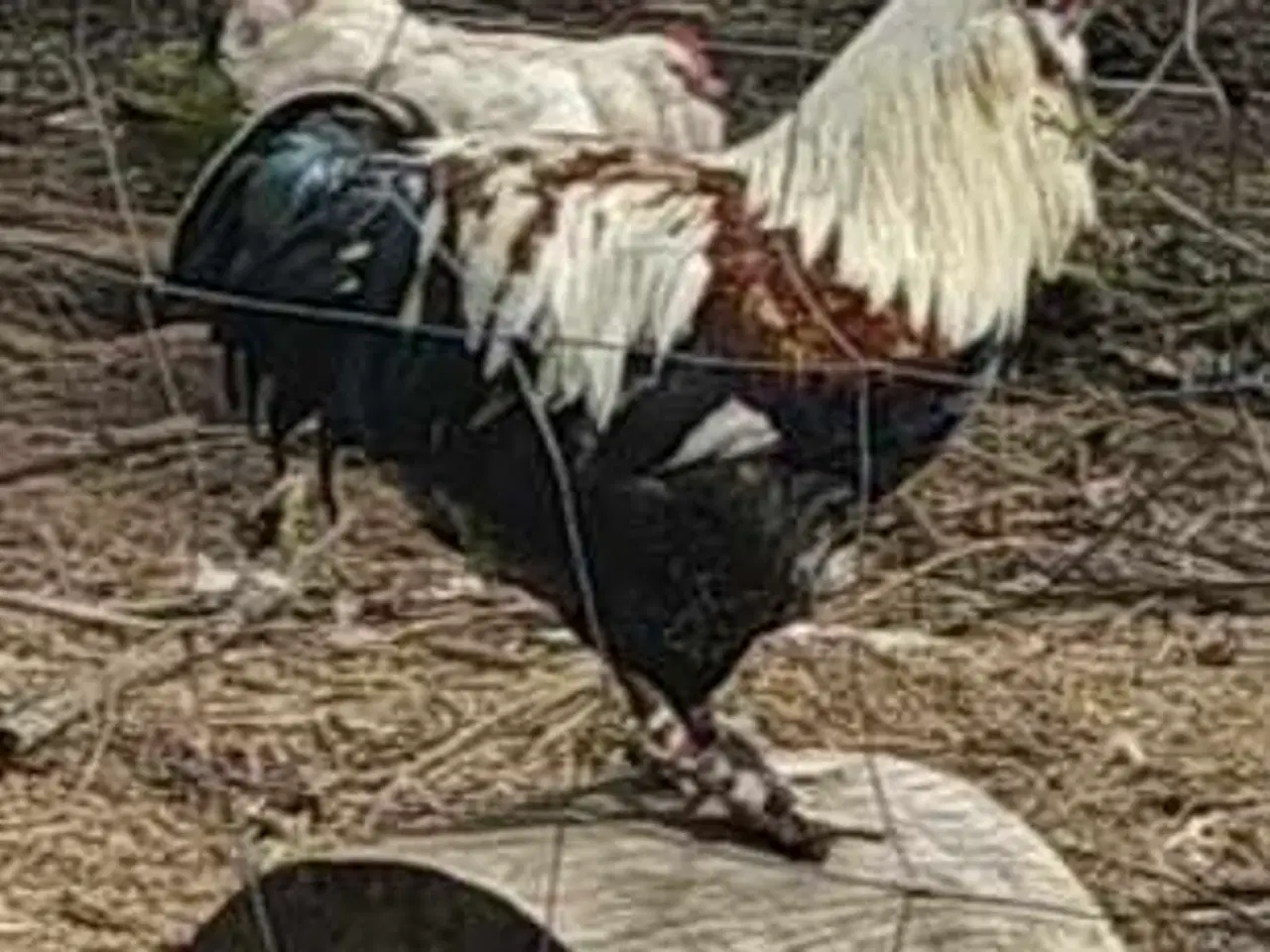 Billede 5 - Skrukhøne med æg- få dine egne nyklækkede kylinger