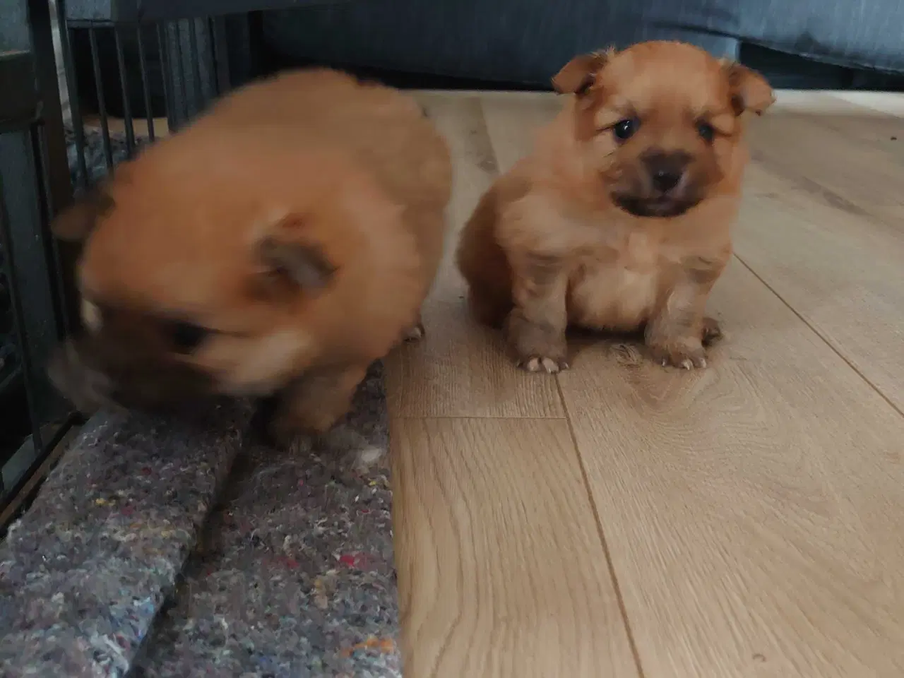 Billede 2 - Pomeranian 