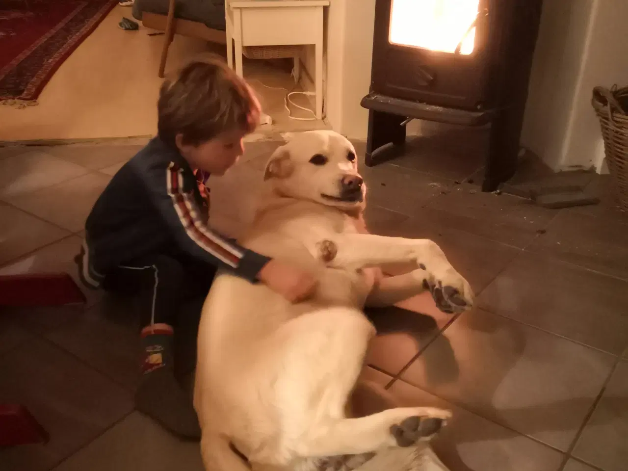 Billede 4 - Familievenlige blandingshvalpe / hundehvalp
