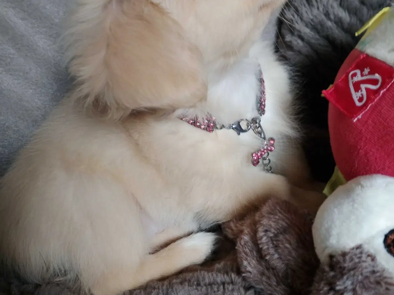 Billede 11 - Dejlige små race blandings hvalpe