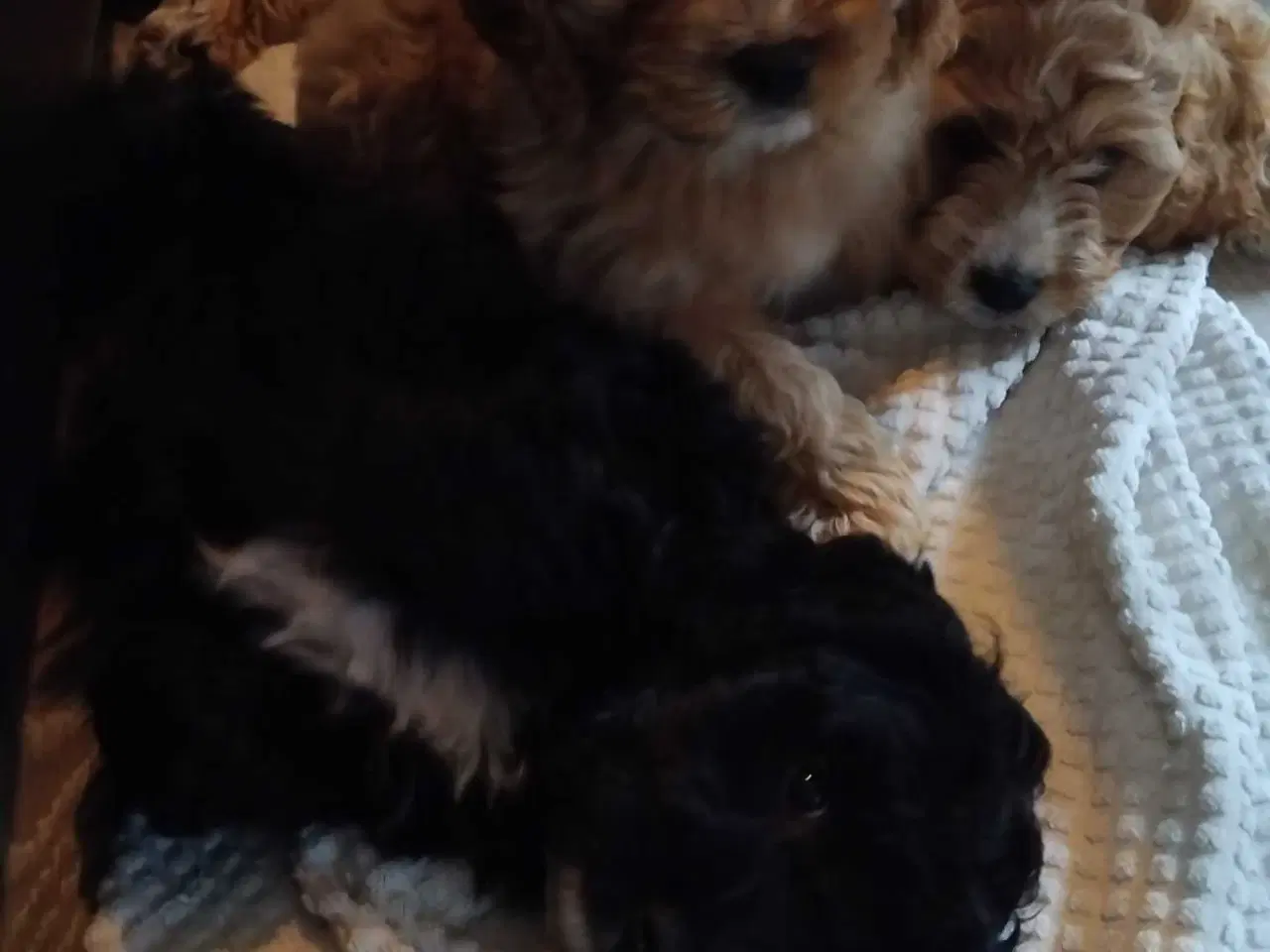 Billede 6 - Lækre bløde cavapoo hvalpe 