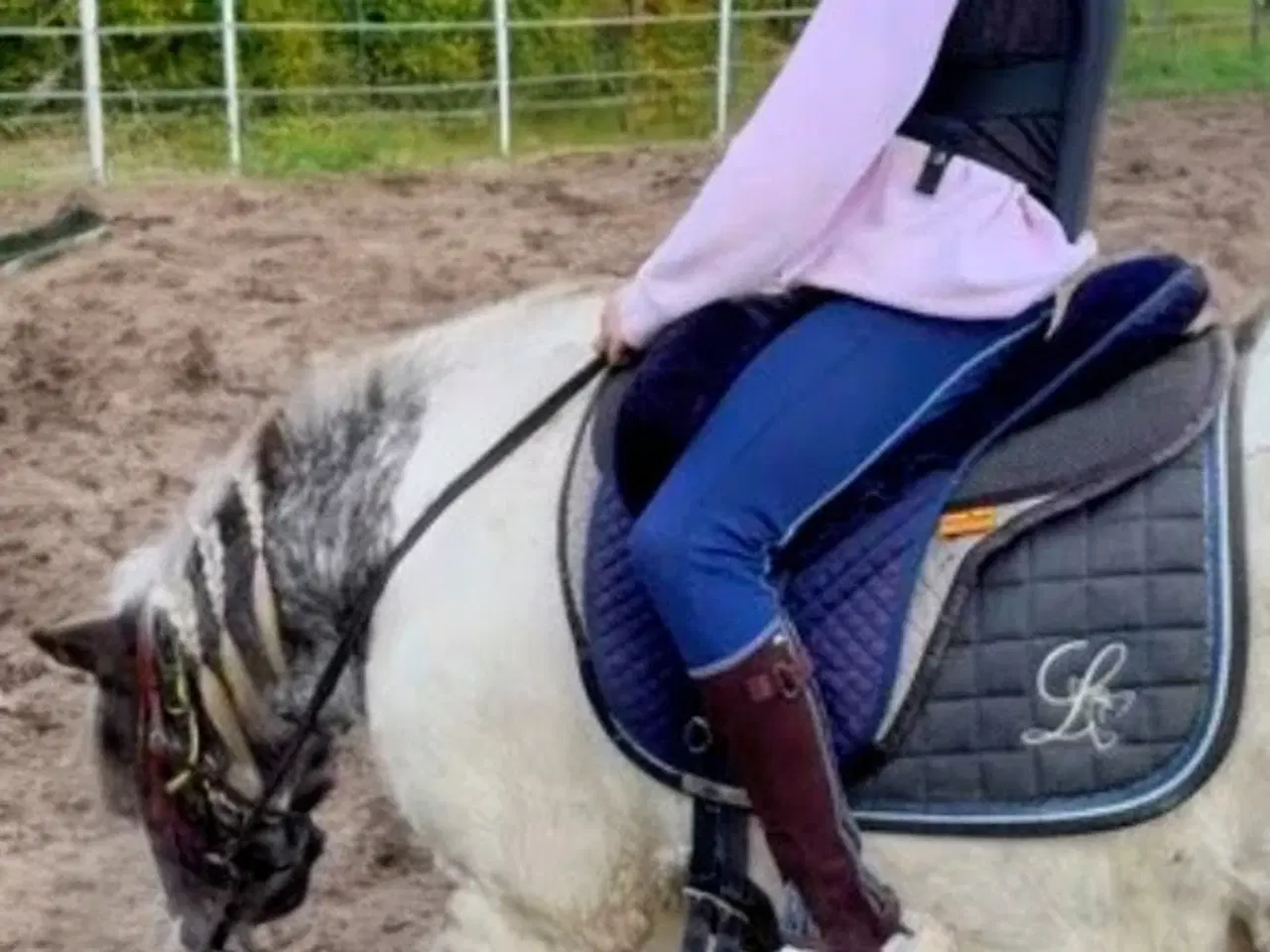 Billede 5 - Shetland blænding