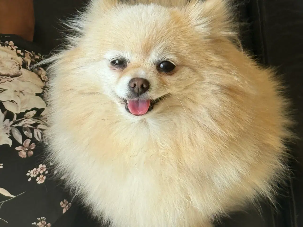 Billede 1 - Pomeranian søger nyt kærligt hjem